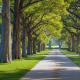 Bäume neben einen Gehweg im Park