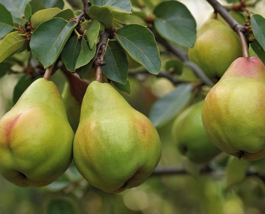 Nahaufnahme Birnen an einem Birnbaum