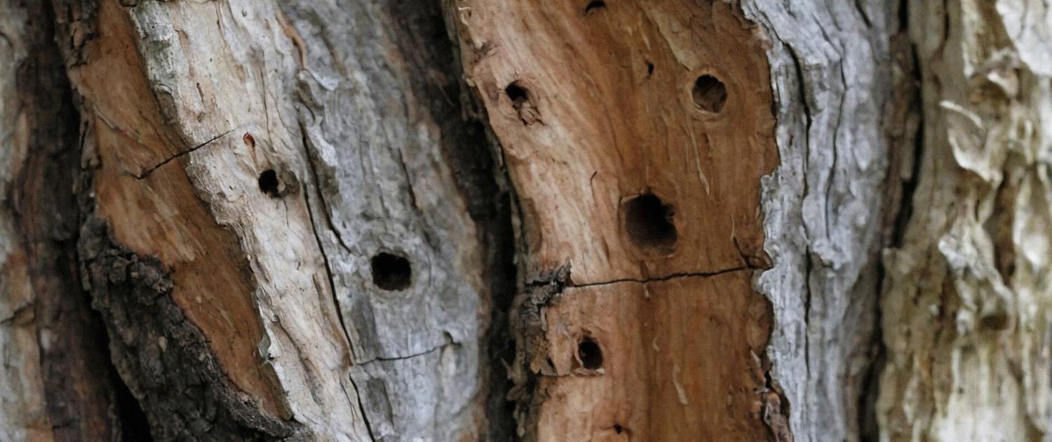 Bohrlöcher vom Borkenkäfer am Baum