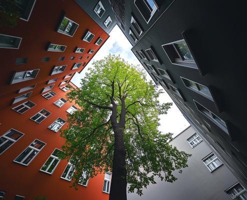 Baum in einem Innenhof zwischen Häusern